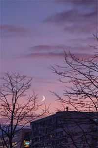 海棠也曾盛极而衰小说结局